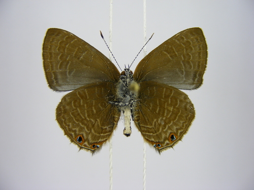lesser indigo ciliate blue