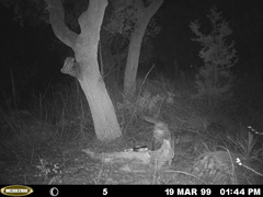 Leopardus pardalis pardalis