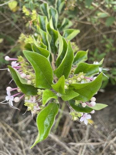 Volkameria mollis, photograph 6