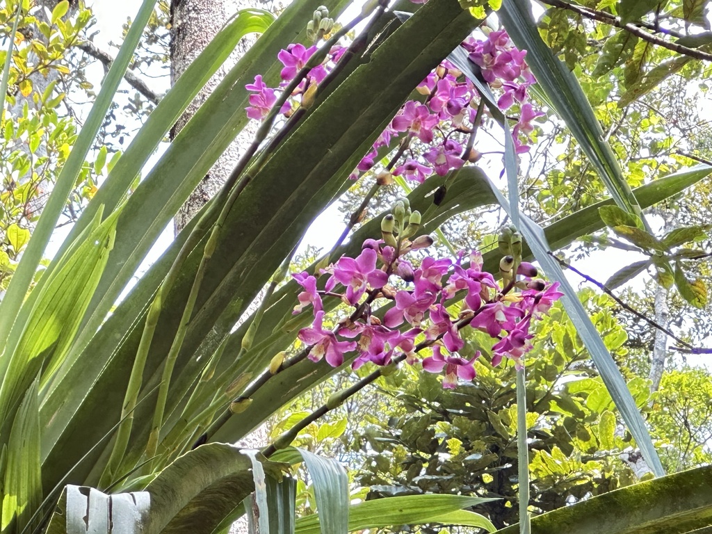 Eulophia roempleriana