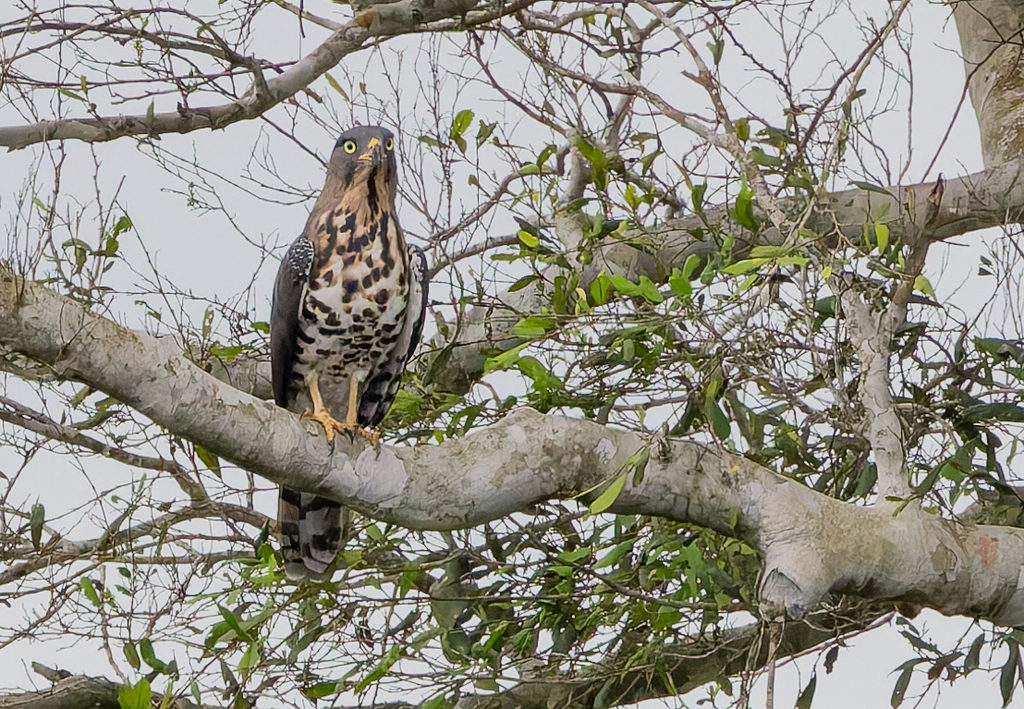 Congo Snake-Eagle (Circaetus spectabilis) photo