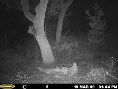 Leopardus pardalis pardalis