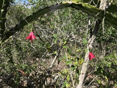 Hibiscus poeppigii