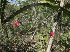 Hibiscus poeppigii
