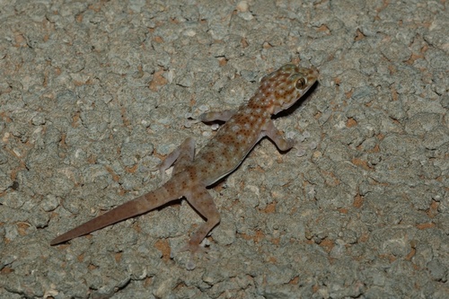 Yellow Fan-fingered Gecko