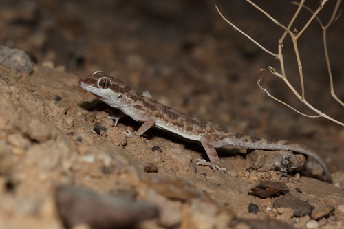 Southern Tuberculated Gecko