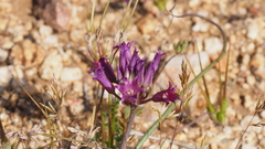 Allium fimbriatum