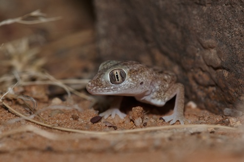 Slevin's Short-fingered Gecko