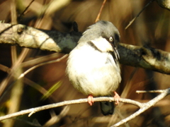 Apalis thoracica claudei