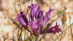 Allium fimbriatum