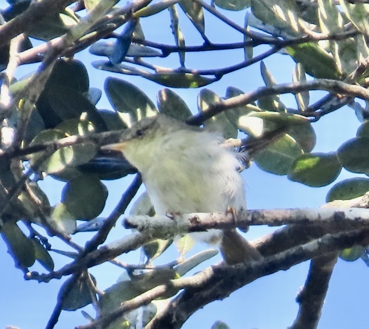 Cryptic Warbler (Cryptosylvicola randrianasoloi), photo 3