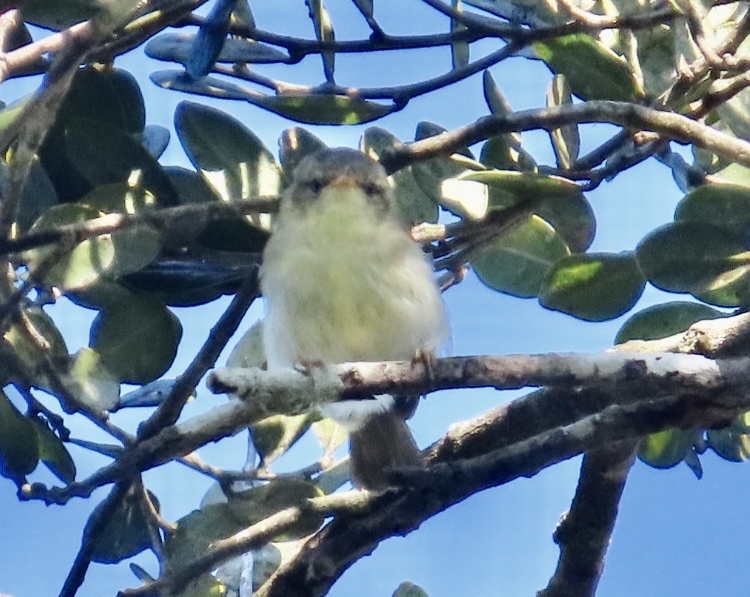 Cryptic Warbler (Cryptosylvicola randrianasoloi), photo 4