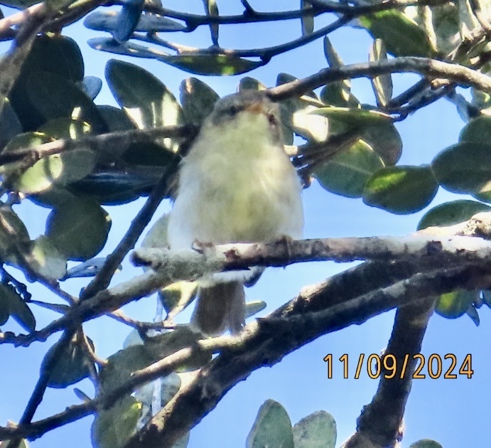 Cryptic Warbler (Cryptosylvicola randrianasoloi), photo 5