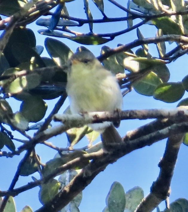 Cryptic Warbler (Cryptosylvicola randrianasoloi), photo 6