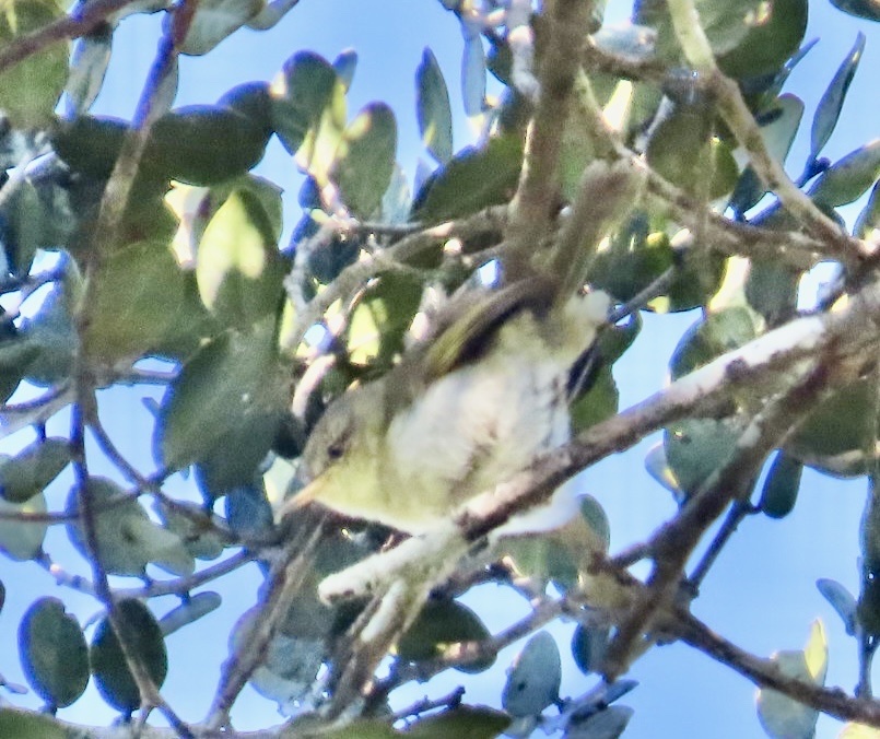 Cryptic Warbler (Cryptosylvicola randrianasoloi), photo 7