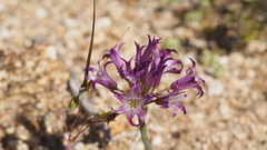 Allium fimbriatum