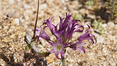 Allium fimbriatum