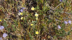 Calycoseris parryi