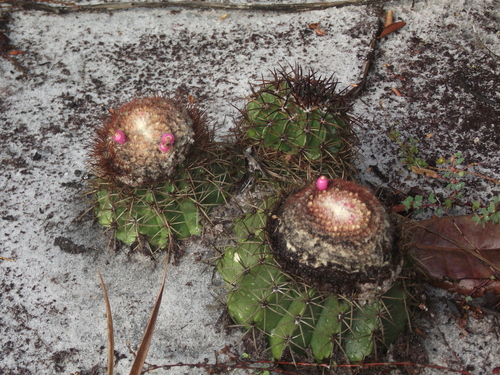 Melocactus violaceus