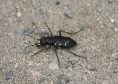 Cicindela longilabris