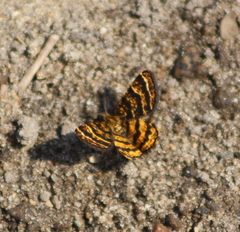Epelis truncataria