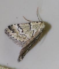 Tegiapa virescens