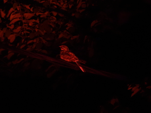 Jerdon's Nightjar (Caprimulgus atripennis), photo 8