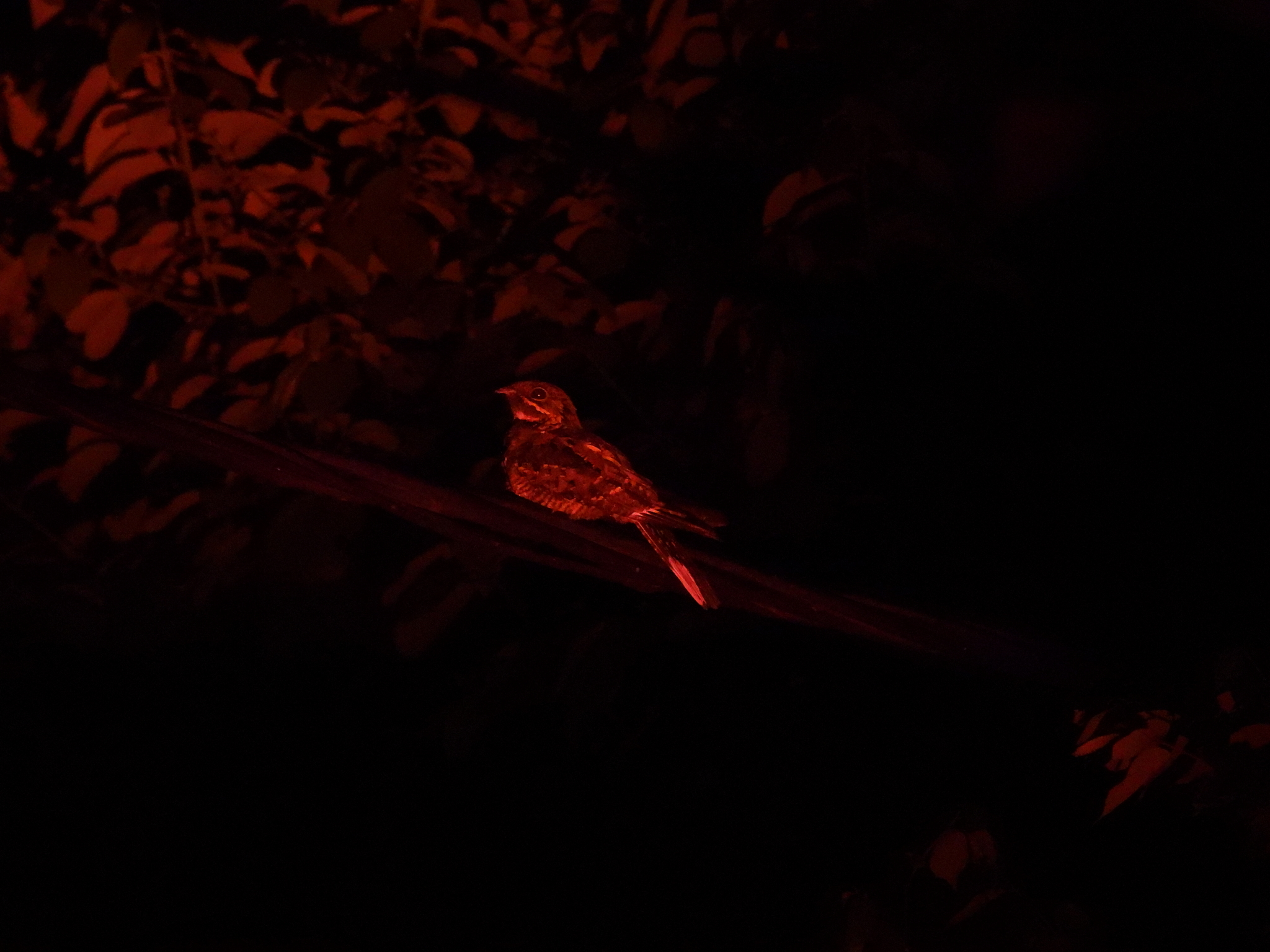 Jerdon's Nightjar (Caprimulgus atripennis), photo 1