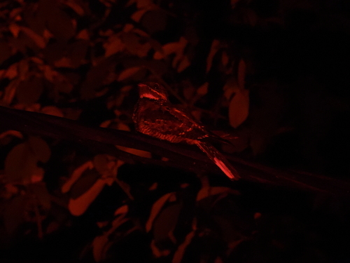 Jerdon's Nightjar (Caprimulgus atripennis), photo 2