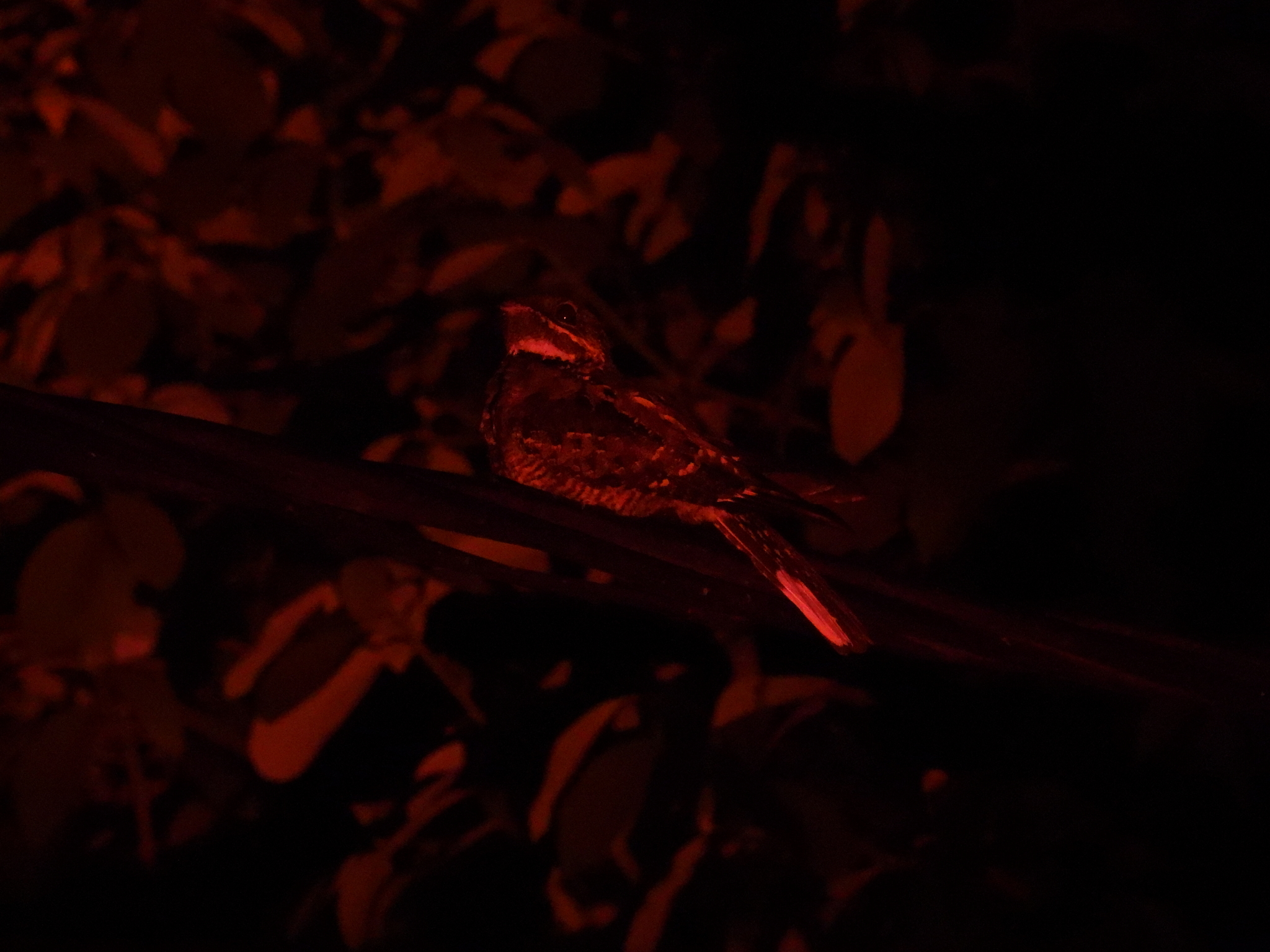 Jerdon's Nightjar (Caprimulgus atripennis), photo 2