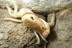 Geothelphusa albogilva