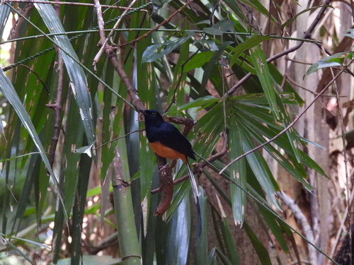 Sri Lanka Shama (Copsychus leggei), photo 4