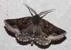 Drepanogynis intricata