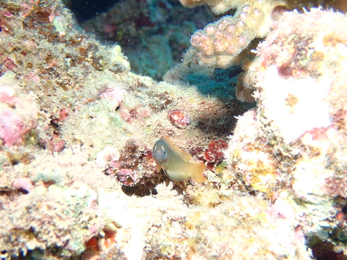 Pseudochromis olivaceus observed 2024-11-01