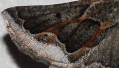 Drepanogynis intricata