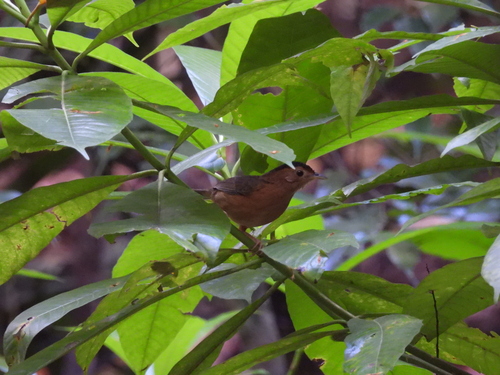 Brown-capped Babbler (Pellorneum fuscocapillus), photo 9