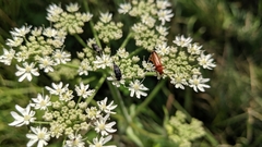 Rhagonycha fulva