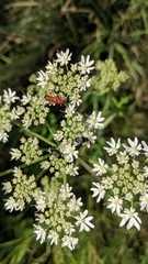Rhagonycha fulva