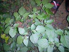 Boerhavia diffusa diffusa