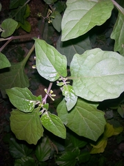 Boerhavia diffusa diffusa