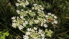 Rhagonycha fulva