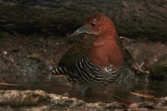 Rallina eurizonoides