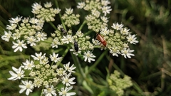 Rhagonycha fulva
