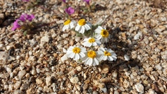 Eriophyllum wallacei rubellum