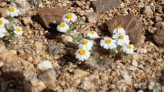 Eriophyllum wallacei rubellum