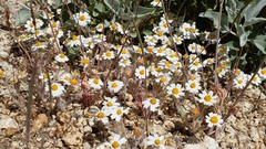 Eriophyllum wallacei rubellum