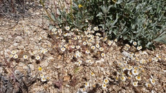 Eriophyllum wallacei rubellum