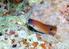 Aron's Blenny photo 4