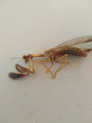Mantispa styriaca