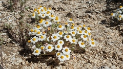Eriophyllum wallacei rubellum